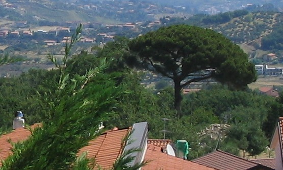 Il Pino rimasto e il cumulo di macerie